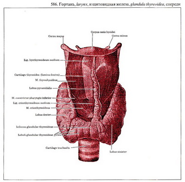 Схема лечения  щитовидной железы