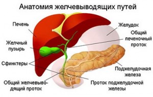Анатомия желчевыводящих путей.